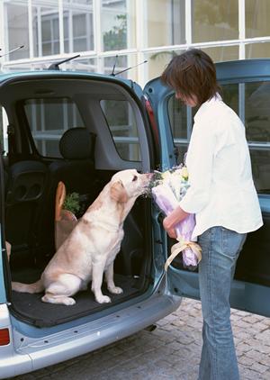 愛知での車探しなら新古車が狙い目